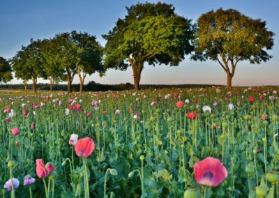 Thayaland-Pfaffenschlag-4